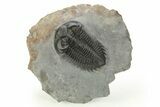 Very Nice Coltraneia Trilobite Fossil - Huge Faceted Eyes #273800-3